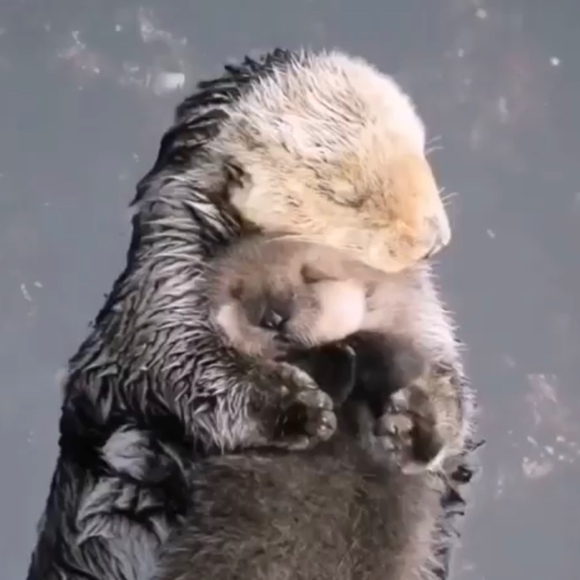 Meet your Posher, G - Picture 1 of 1